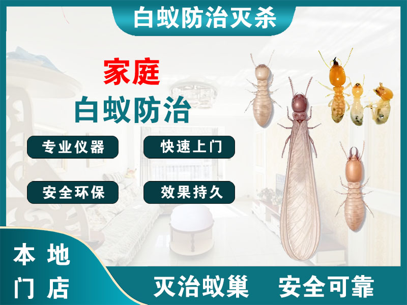 常州市家庭白蚁防治